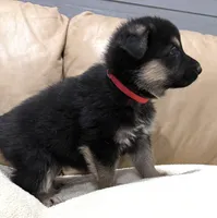 Belle, a female German Shepherd Dog for sale in Brighton, CO – Photo 3 of 6