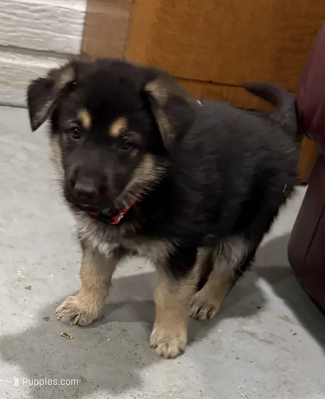 Belle – German Shepherd Dog puppy for sale in Brighton, CO