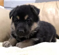 Belle, a female German Shepherd Dog for sale in Brighton, CO – Photo 1 of 6