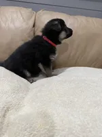 Belle, a female German Shepherd Dog for sale in Brighton, CO – Photo 6 of 6