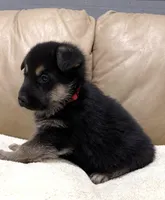 Belle, a female German Shepherd Dog for sale in Brighton, CO – Photo 4 of 6