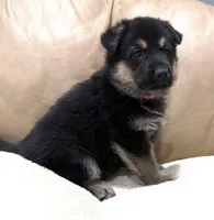 Belle, a female German Shepherd Dog for sale in Brighton, CO – Photo 2 of 6