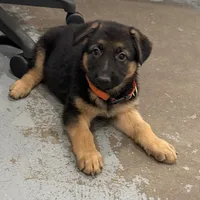 Elena, a female German Shepherd Dog for sale in Brighton, CO – Photo 3 of 5