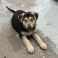 Haxtun, a male German Shepherd Dog for sale in Denver, CO – Photo 3 of 5