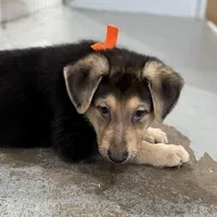 Haxtun, a male German Shepherd Dog for sale in Denver, CO – Photo 4 of 5