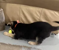 Haxtun, a male German Shepherd Dog for sale in Denver, CO – Photo 2 of 5