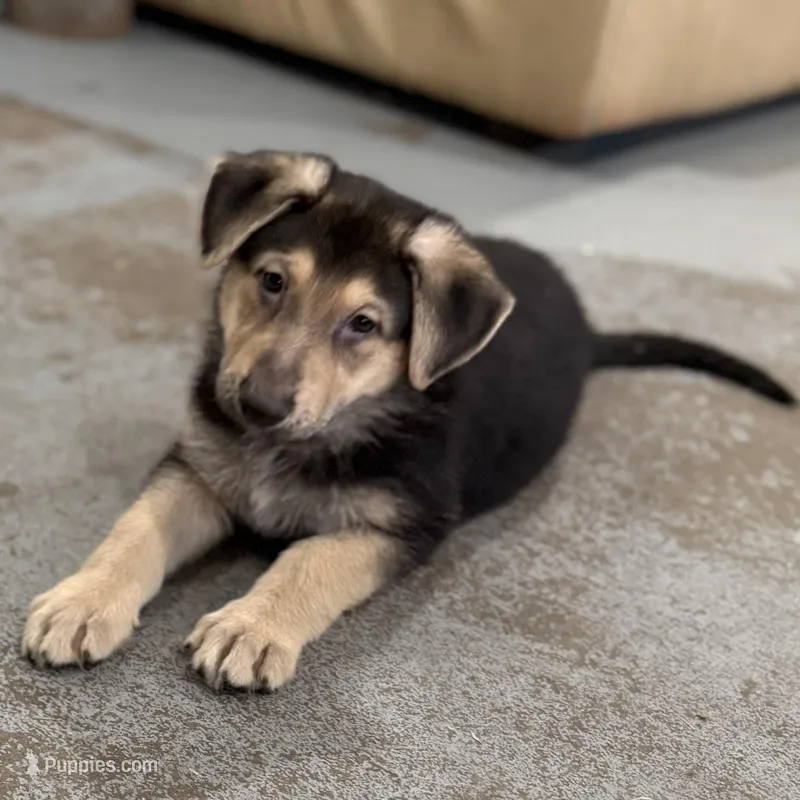 Haxtun – German Shepherd Dog puppy for sale in Denver, CO