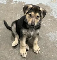 Haxtun, a male German Shepherd Dog for sale in Denver, CO – Photo 5 of 5