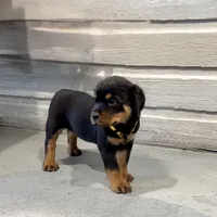 AKC Rottie pup female, a female Rottweiler for sale in Brighton, CO – 8 of 9