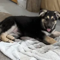 Traci, a female German Shepherd Dog for sale in Brighton, CO – Photo 4 of 10