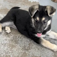 Traci, a female German Shepherd Dog for sale in Brighton, CO – Photo 8 of 10