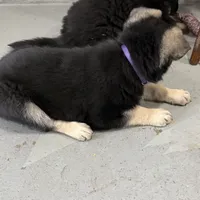 Traci, a female German Shepherd Dog for sale in Brighton, CO – Photo 9 of 10