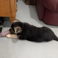 Traci, a female German Shepherd Dog for sale in Brighton, CO – Photo 10 of 10