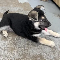 Traci, a female German Shepherd Dog for sale in Brighton, CO – Photo 6 of 10