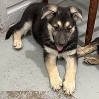 Traci, a female German Shepherd Dog for sale in Brighton, CO – Photo 3 of 10