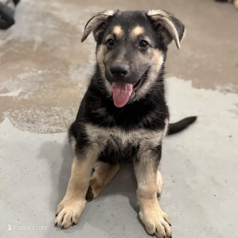 Traci – German Shepherd Dog puppy for sale in Brighton, CO