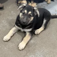 Traci, a female German Shepherd Dog for sale in Brighton, CO – Photo 5 of 10