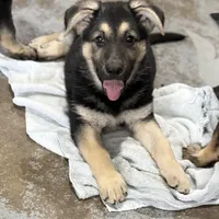 Traci, a female German Shepherd Dog for sale in Brighton, CO – Photo 2 of 10
