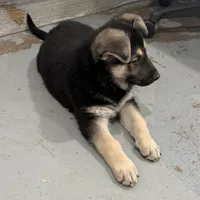 Traci, a female German Shepherd Dog for sale in Brighton, CO – Photo 7 of 10