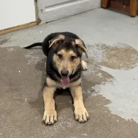 Haxtun, a male German Shepherd Dog for sale in Brighton, CO – 4 of 9