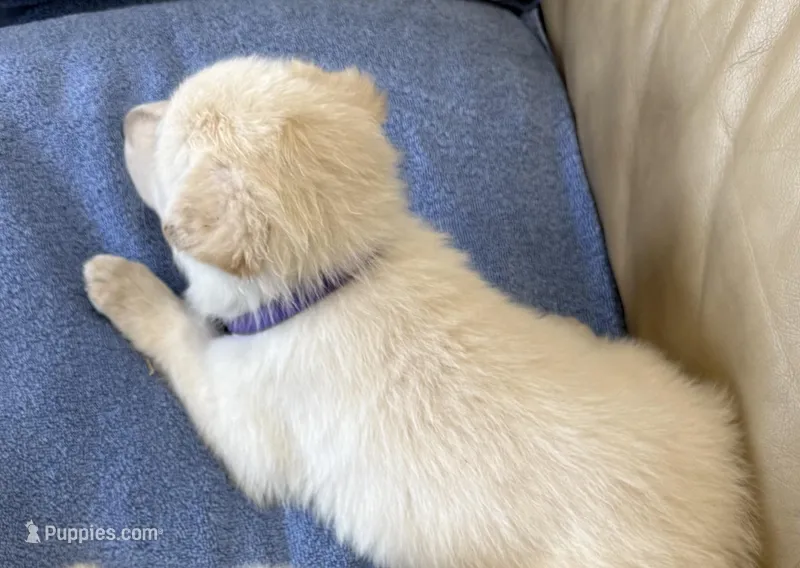 AKC German Shepherd puppy female – German Shepherd Dog puppy for sale in Brighton, CO