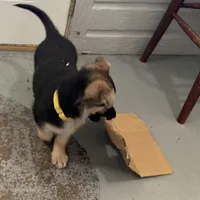 Erika, a female German Shepherd Dog for sale in Denver, CO – Photo 4 of 9