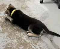 Erika, a female German Shepherd Dog for sale in Brighton, CO – Photo 8 of 10