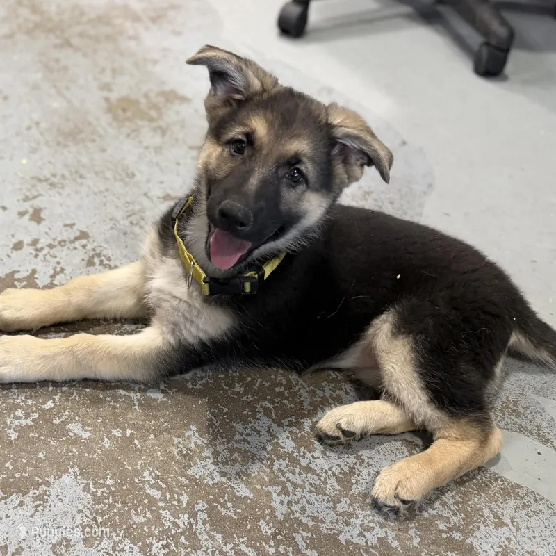 Erika – German Shepherd Dog puppy for sale in Brighton, CO