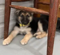 Erika, a female German Shepherd Dog for sale in Denver, CO – Photo 7 of 9