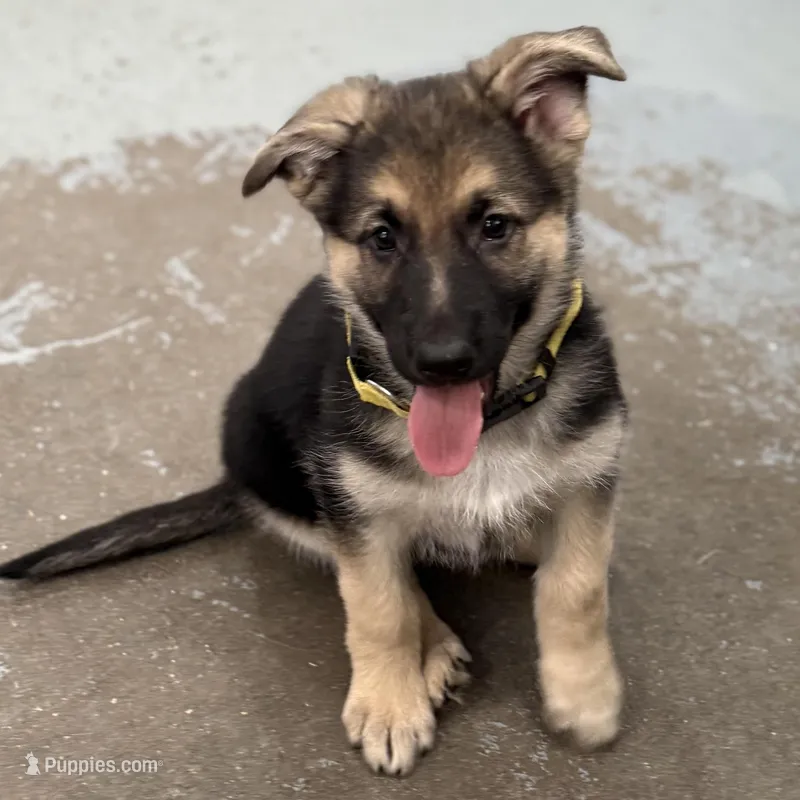 Erika – German Shepherd Dog puppy for sale in Denver, CO