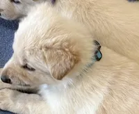 AKC German Shepherd puppy female, a female German Shepherd Dog for sale in Brighton, CO – Photo 2 of 2