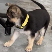 Erika, a female German Shepherd Dog for sale in Denver, CO – Photo 2 of 9