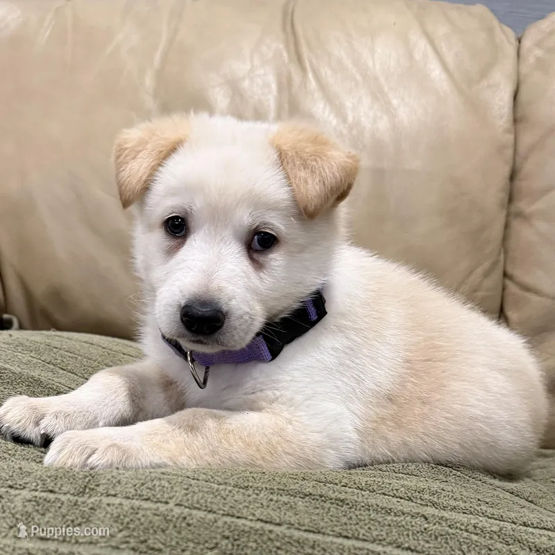 AKC German Shepherd puppy female – German Shepherd Dog puppy for sale in Brighton, CO