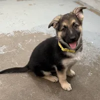 Erika, a female German Shepherd Dog for sale in Denver, CO – Photo 9 of 9