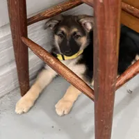 Erika, a female German Shepherd Dog for sale in Denver, CO – Photo 6 of 9