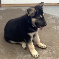 Erika, a female German Shepherd Dog for sale in Denver, CO – Photo 8 of 9