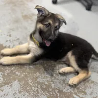Erika, a female German Shepherd Dog for sale in Brighton, CO – Photo 9 of 10