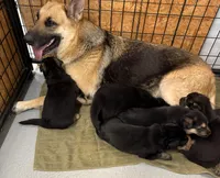 German Shepherd puppies AKC, a female German Shepherd Dog for sale in Brighton, CO – Photo 7 of 8