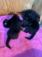 German Shepherd puppies AKC, a female German Shepherd Dog for sale in Brighton, CO – Photo 8 of 8