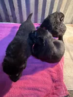 German Shepherd puppies AKC, a female German Shepherd Dog for sale in Brighton, CO – Photo 6 of 8