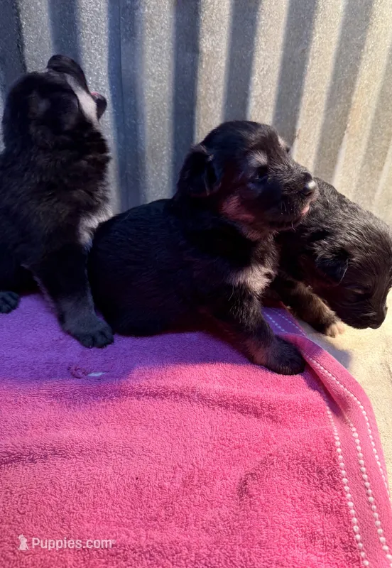 German Shepherd puppies AKC