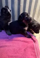 German Shepherd puppies AKC, a female German Shepherd Dog for sale in Brighton, CO – Photo 1 of 8