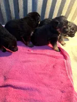 German Shepherd puppies AKC, a female German Shepherd Dog for sale in Brighton, CO – Photo 3 of 8