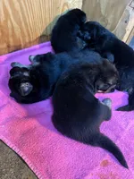 German Shepherd puppies AKC, a female German Shepherd Dog for sale in Brighton, CO – Photo 2 of 8