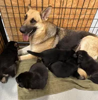 German Shepherd puppies AKC, a female German Shepherd Dog for sale in Brighton, CO – Photo 5 of 8