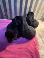 German Shepherd puppies AKC, a female German Shepherd Dog for sale in Brighton, CO – Photo 4 of 8