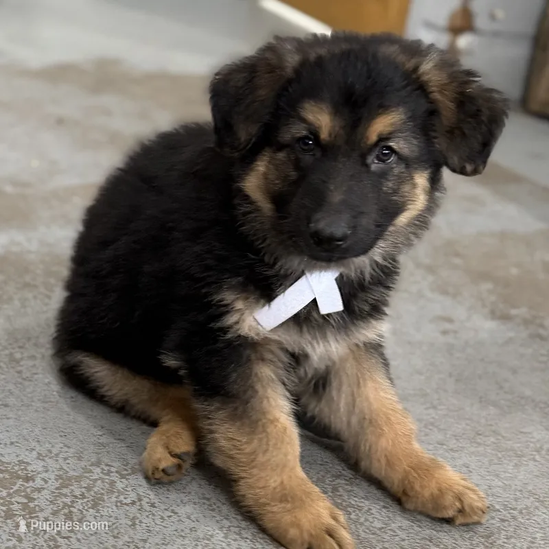 Sam – German Shepherd Dog puppy for sale in Brighton, CO