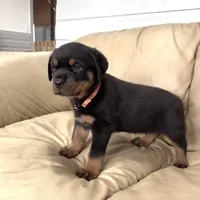 AKC Rottweiler puppy male, a male Rottweiler for sale in Brighton, CO – 8 of 10