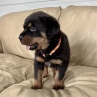 AKC Rottweiler puppy male, a male Rottweiler for sale in Brighton, CO – 2 of 10