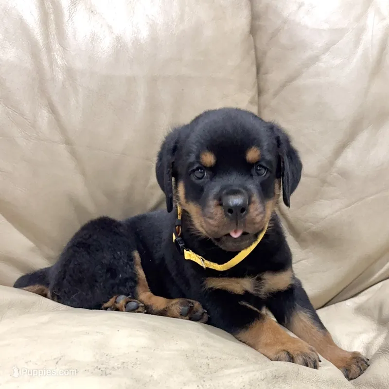 AKC Rottie pup female – Rottweiler puppy for sale in Brighton, CO